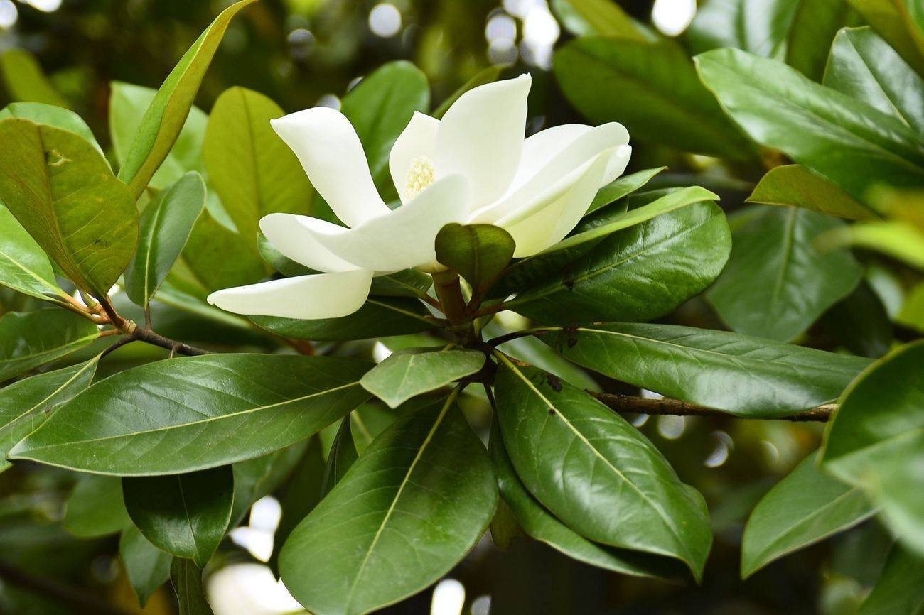 河北石家庄木兰园，木兰花开荷花香的简单介绍